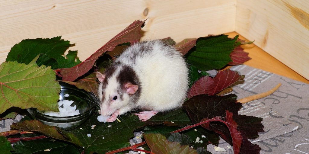 Chuột trắng gặm một loại thức ăn trắng.  Nó nằm trên tán lá xanh.