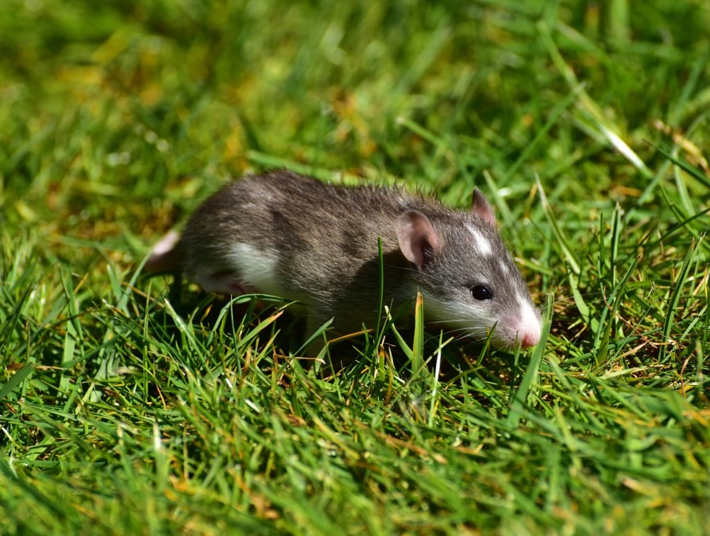 Hình ảnh một chú chuột đang chạy trên bãi cỏ rất xanh.