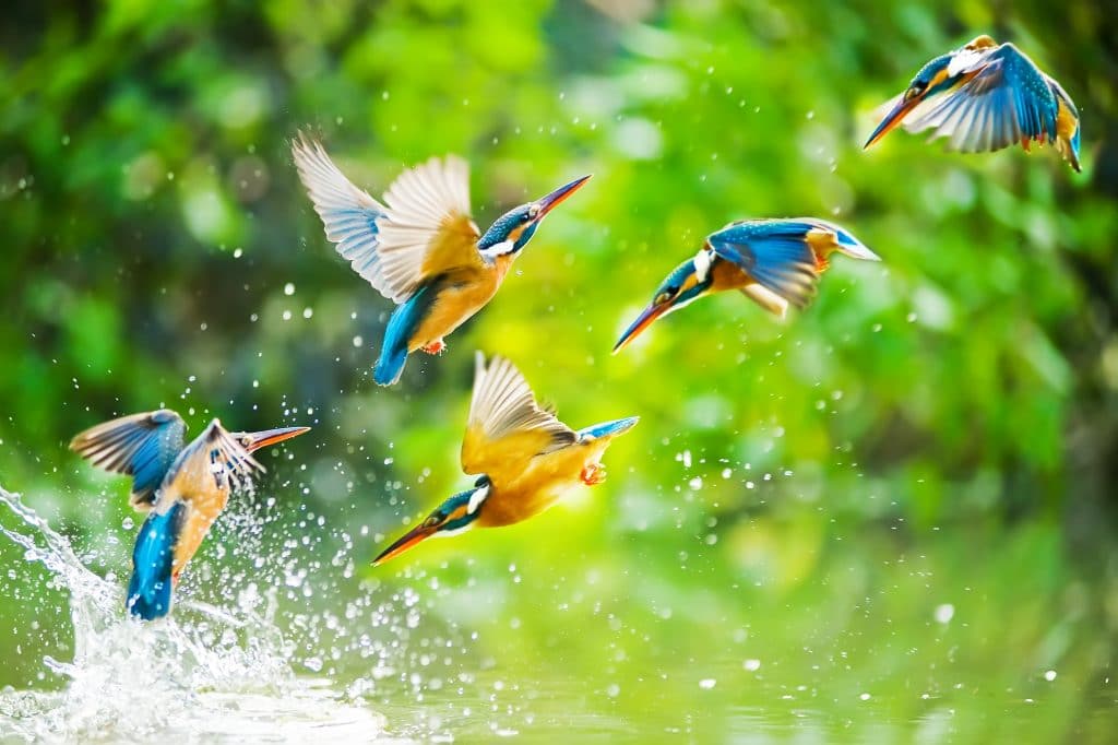 Bốn con chim nhỏ màu vàng, xanh và trắng.  Họ đang tắm trong nước sạch của một con sông và bay cùng một lúc.