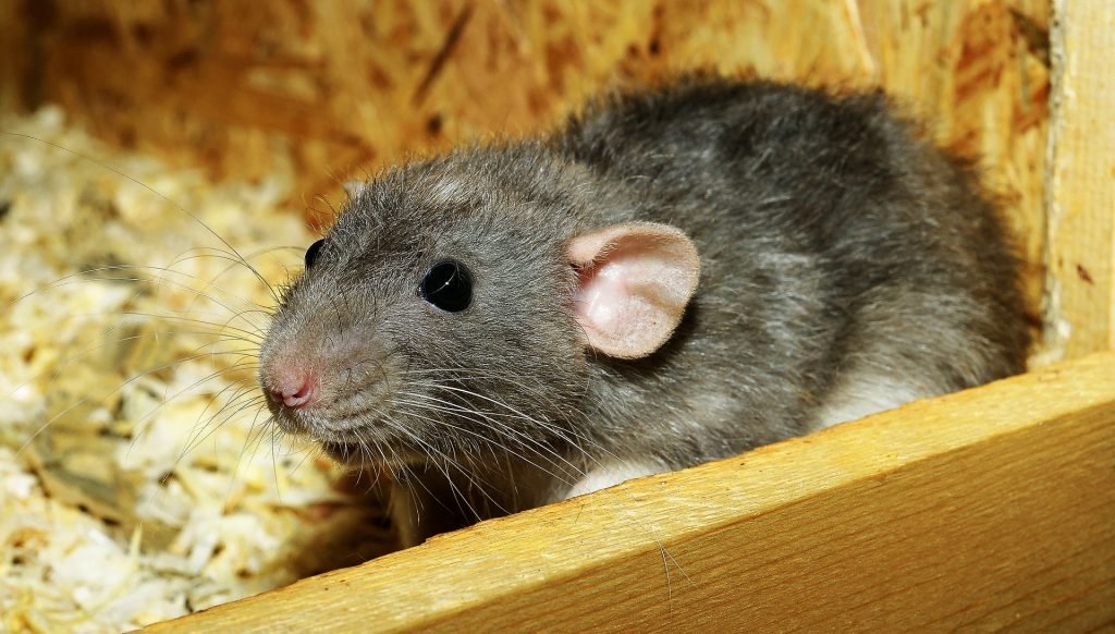 Hình ảnh chú chuột xám trong hộp gỗ lót mùn cưa.