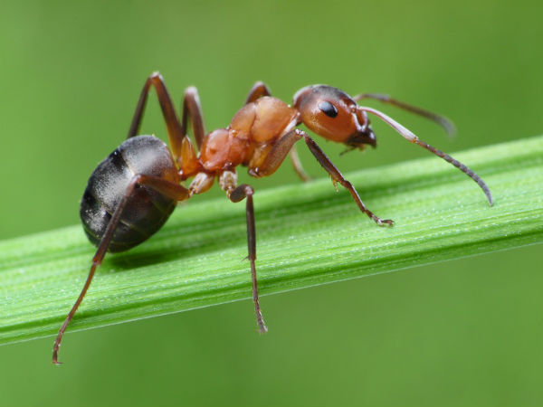 Mơ thấy con kiến