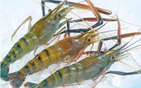 giấc mơ thấy tôm