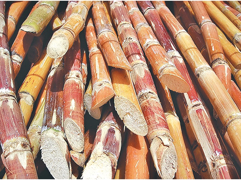 nằm mơ thấy cá độ