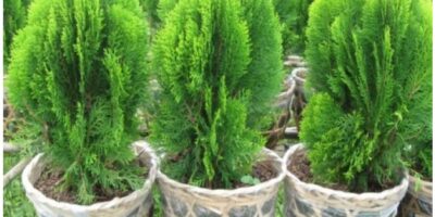 Những điều cần lưu ý khi trong mơ gặp cây tùng bách