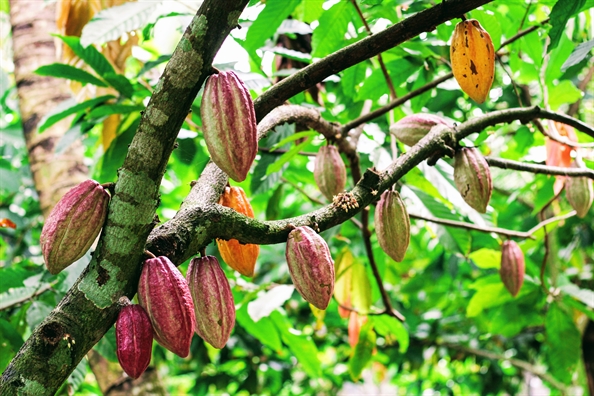 Mơ thấy cây ca cao